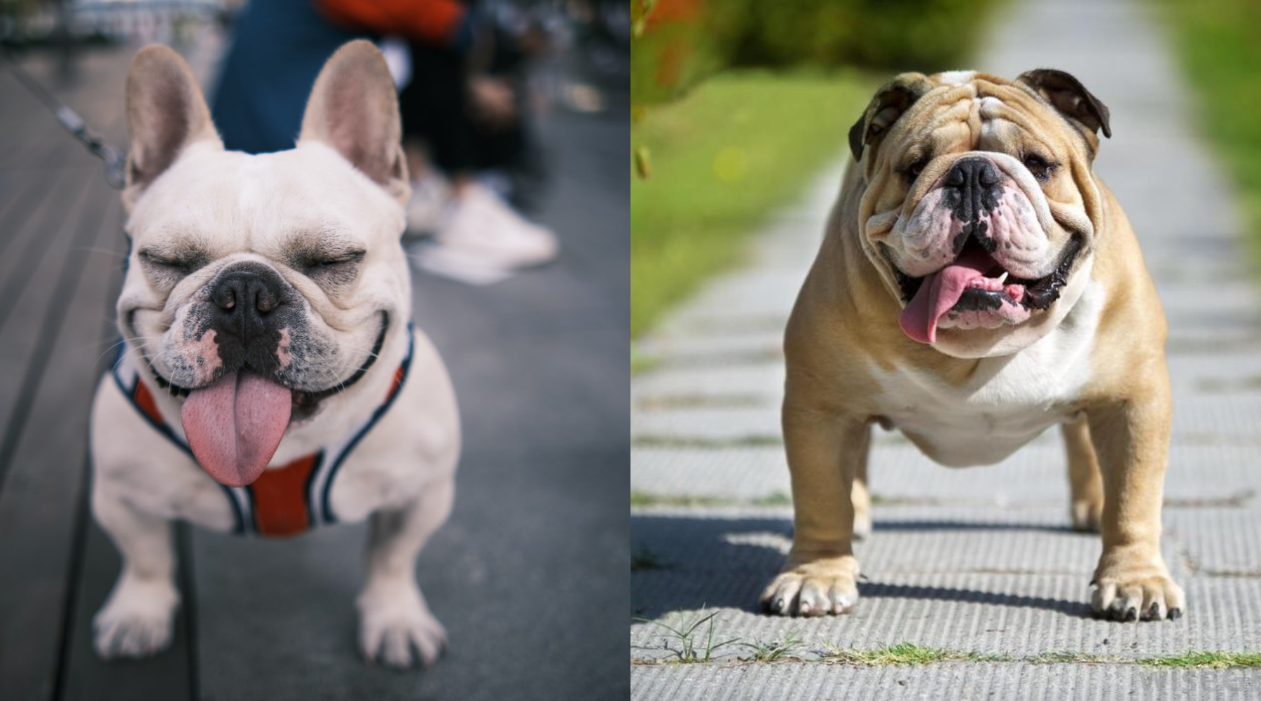 Frenchie fashion x english bulldog