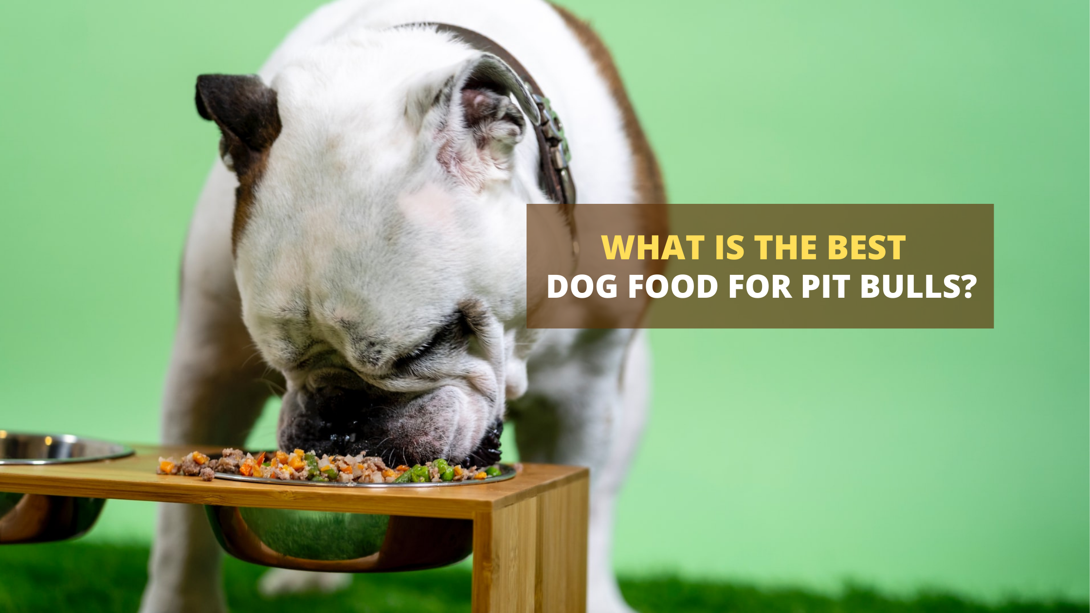 Best food hot sale for pitbulls