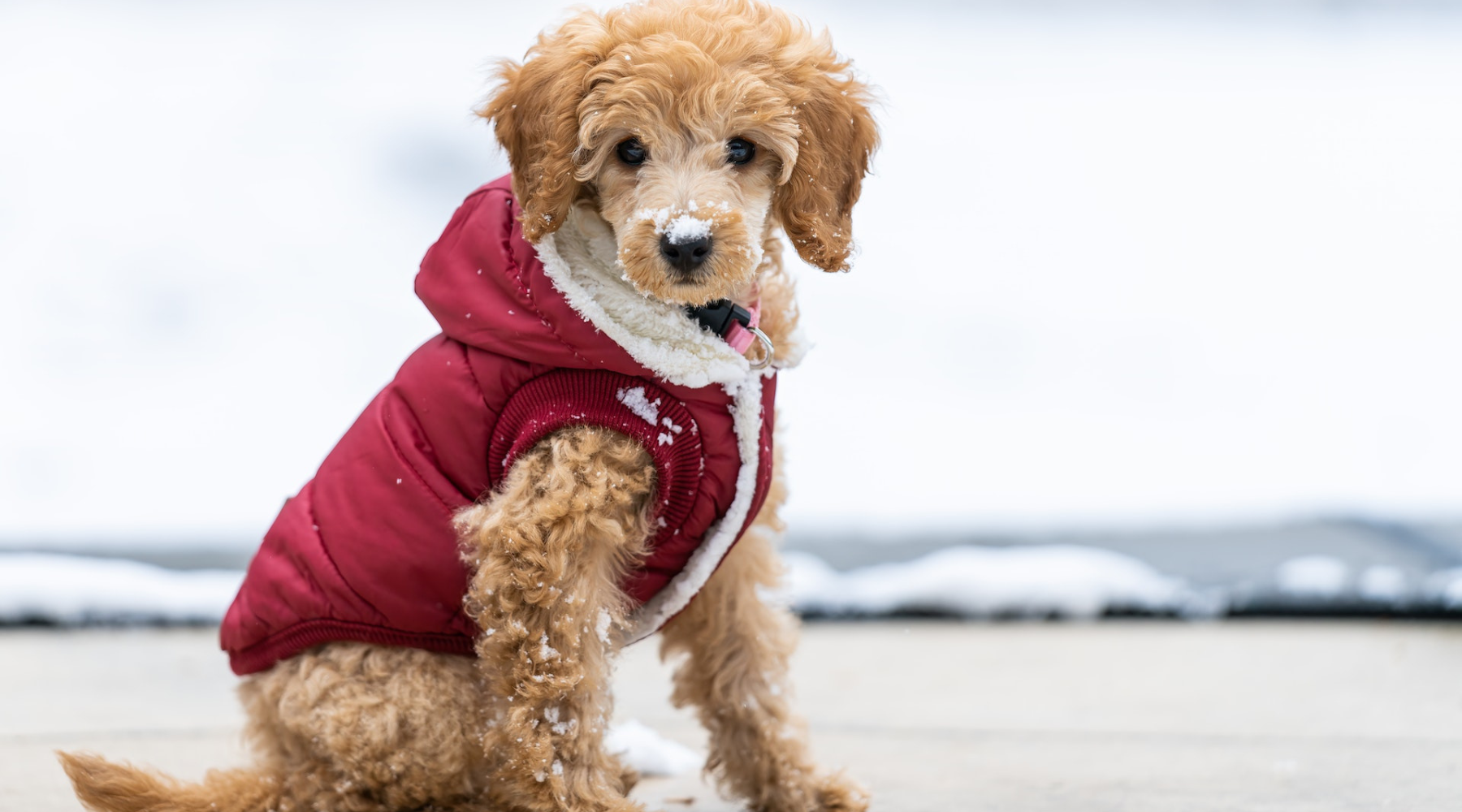 Puppy in fashion clothes