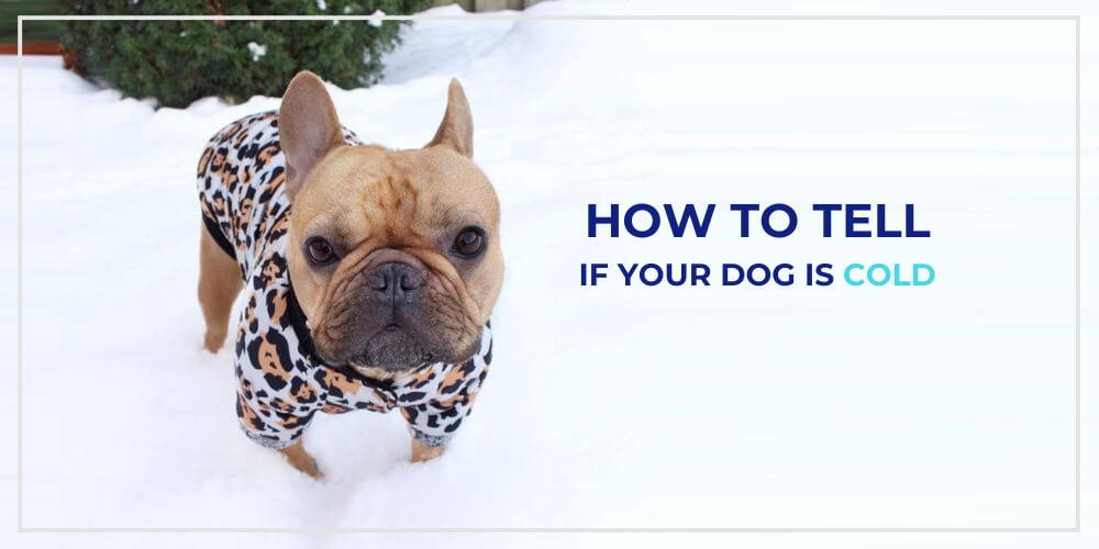 How to tell if a dog hot sale is cold