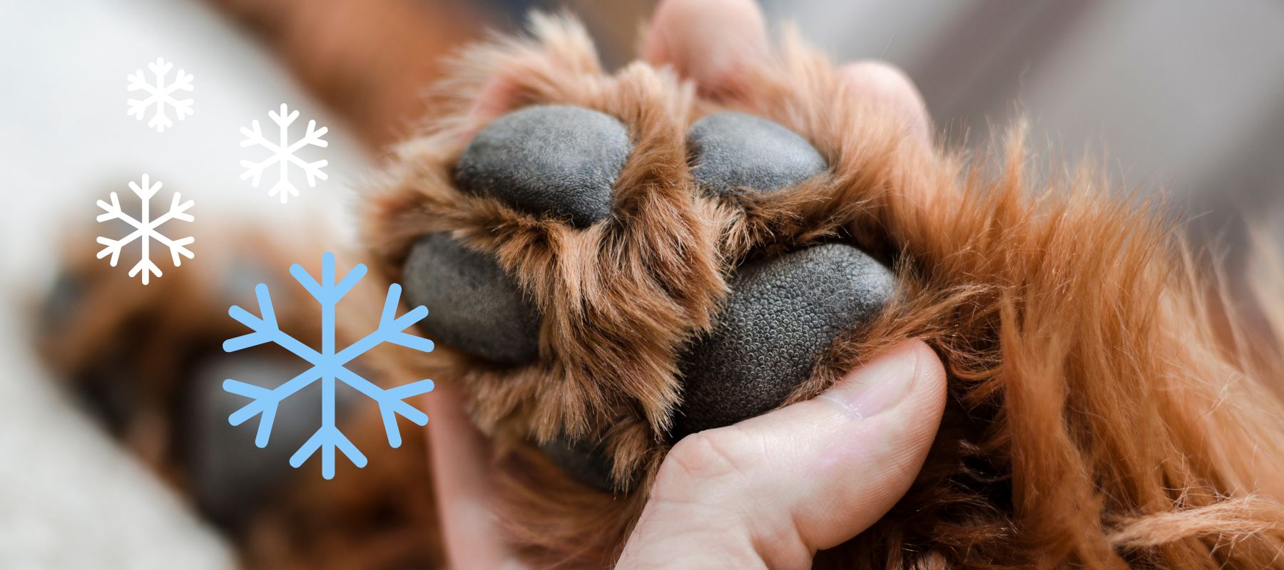 Why Are My Dog s Paws Cold Common Causes and Solutions SPARK PAWS