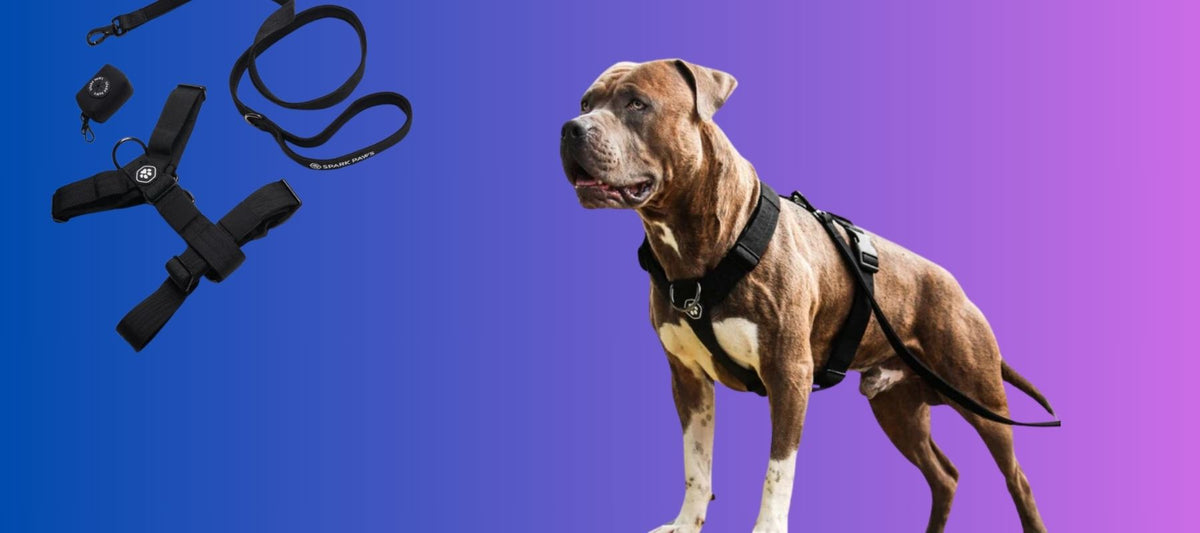 Best Escape Proof Dog Harness Top Picks for Your Canine Houdini SPARK PAWS