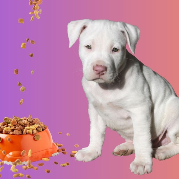 How often to shop feed pitbull puppy