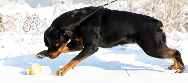 How to Get Large Dog to Stop Pulling on Leash?