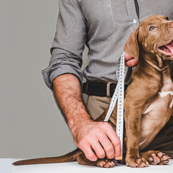 Measuring a store dog for clothes