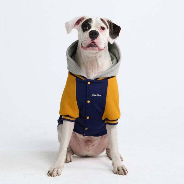 Chaqueta universitaria para perros - Azul y amarillo