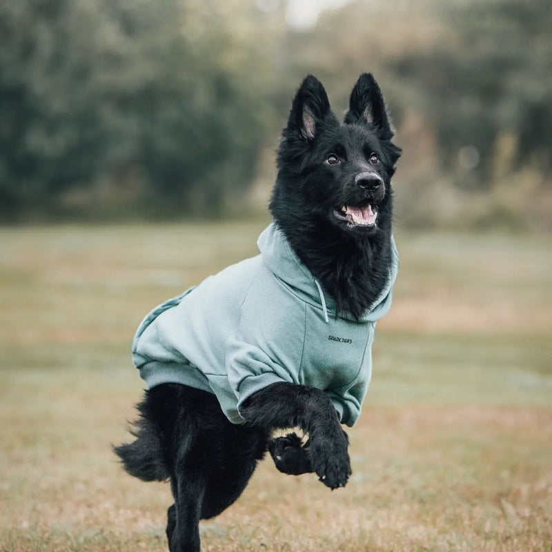 Sudadera Esencial para Perros - Verde Azulado