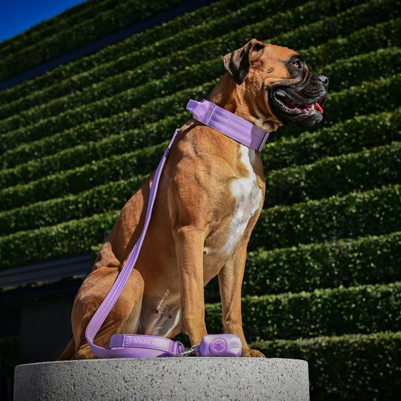 Lilac Neoprene Leash