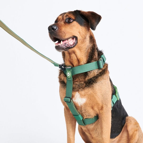 Juego de arneses para perros Comfort Control No-Pull - Verde militar