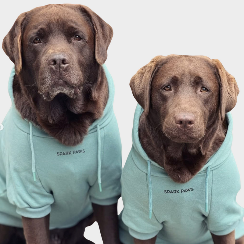 Sudadera Esencial para Perros - Verde Azulado