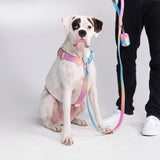 Pastel Icing Harness