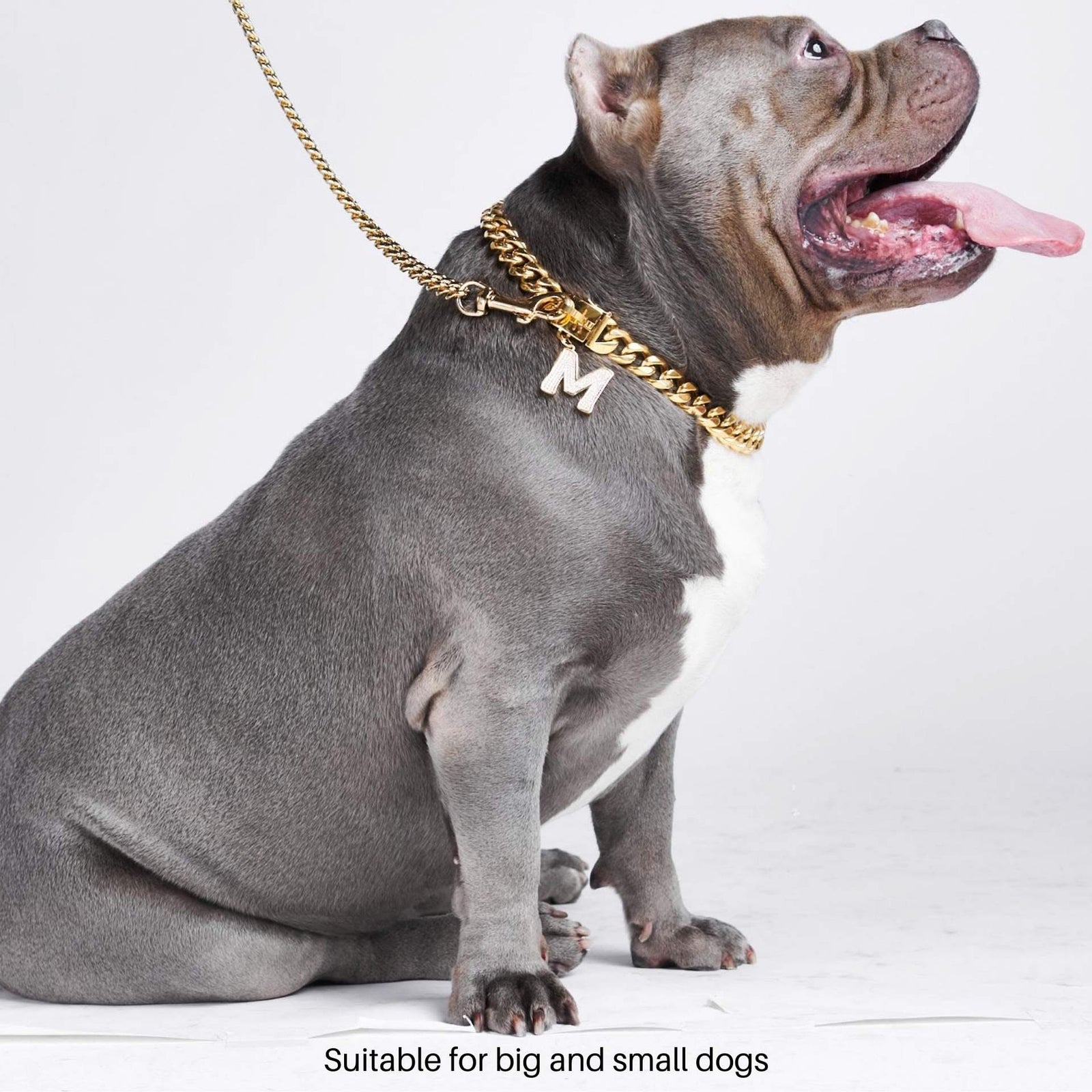 Gold chain collar for small dog hotsell